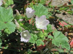 Image of common mallow