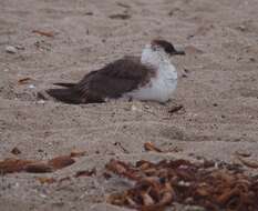 Image of Arctic Skua