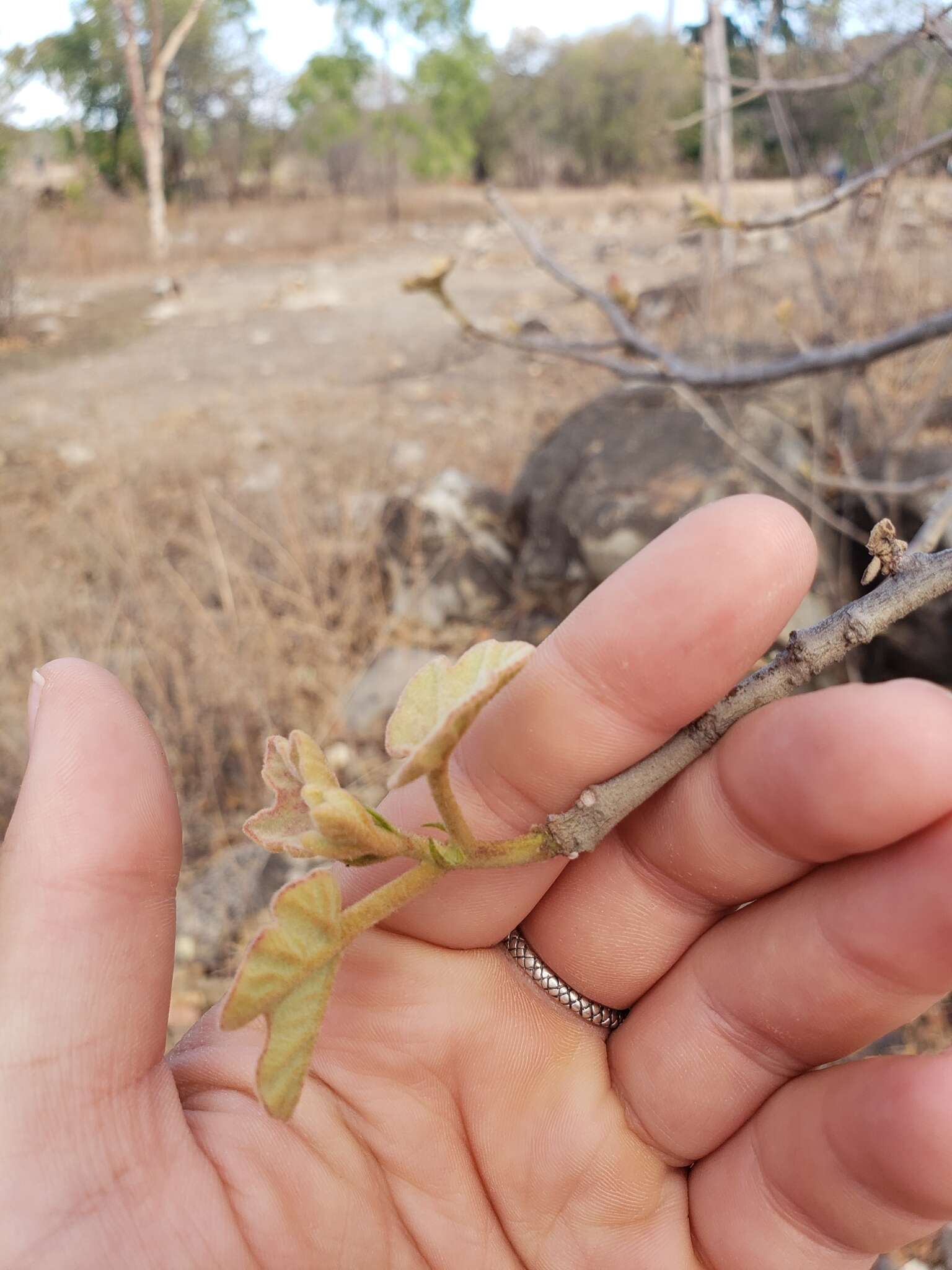 Imagem de Brachychiton chillagoensis G. P. Guymer