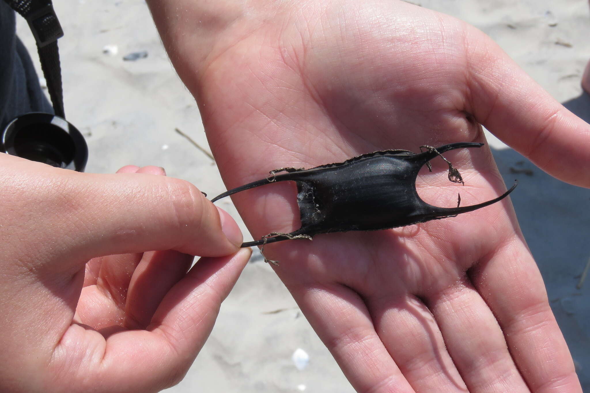 Image of Little Skate