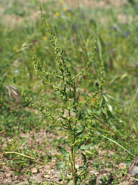 Image of Rumex pulcher subsp. woodsii (De Not.) Arcangeli