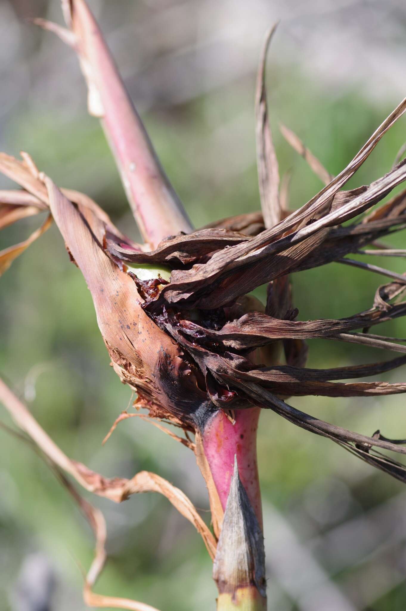 Image of Bird of paradise plant