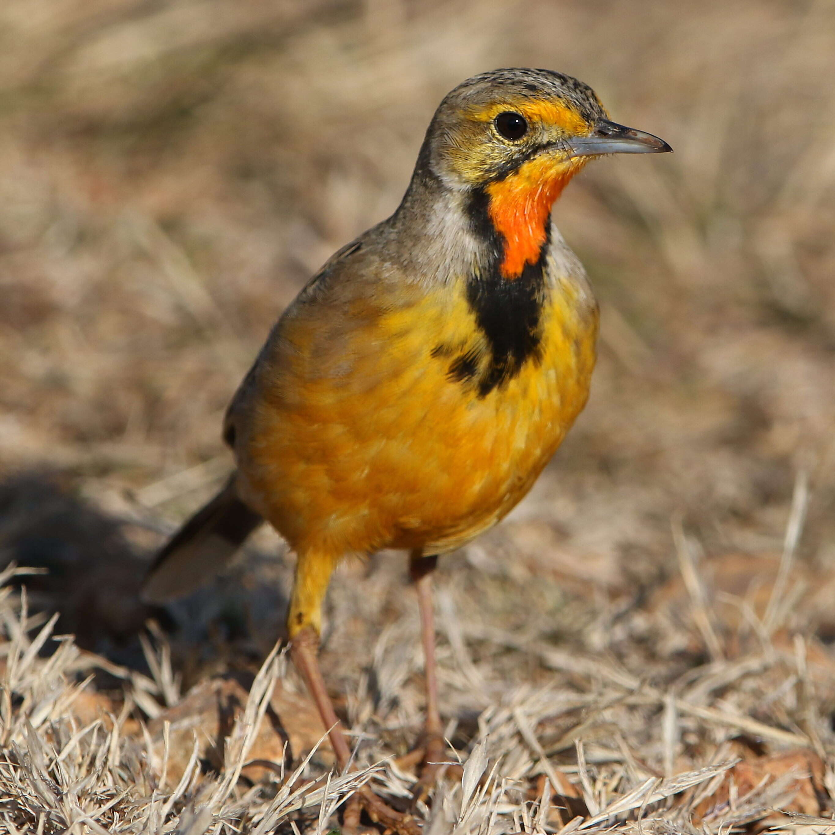 Image of Cape Longclaw