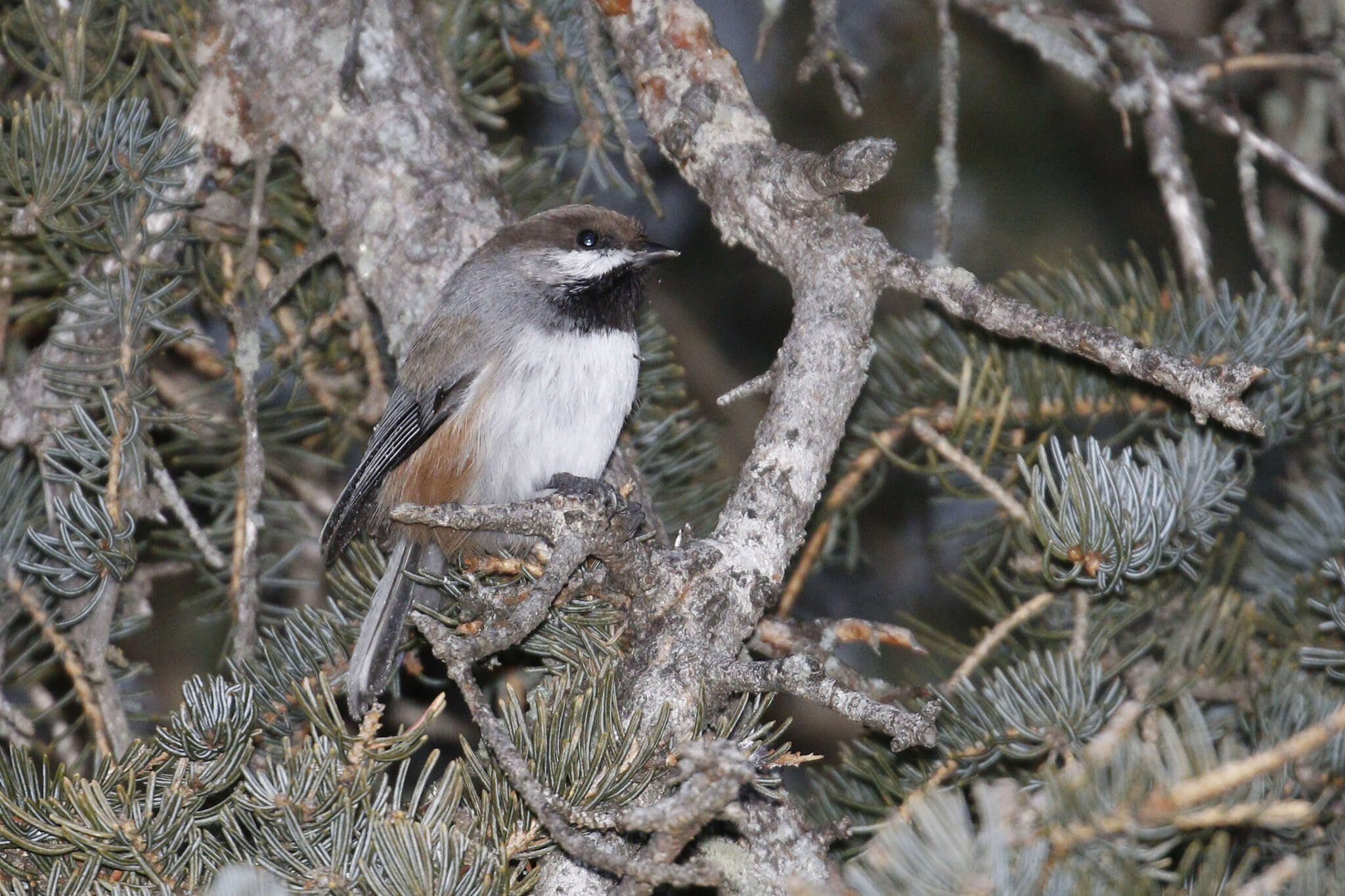 Image de Mésange à tête brune