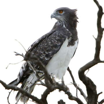 Image of Black-chested Snake Eagle