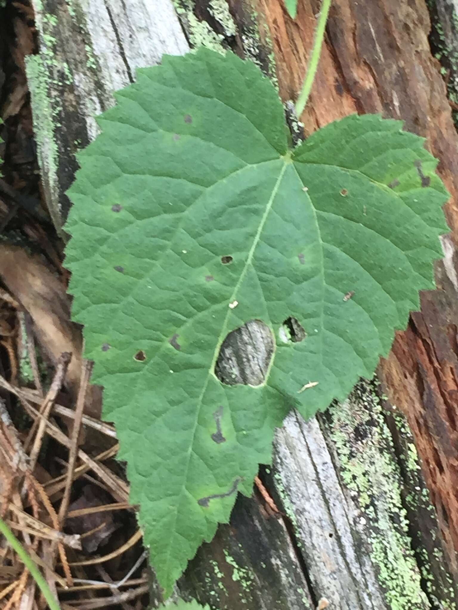 Imagem de Tragia cordata Michx.