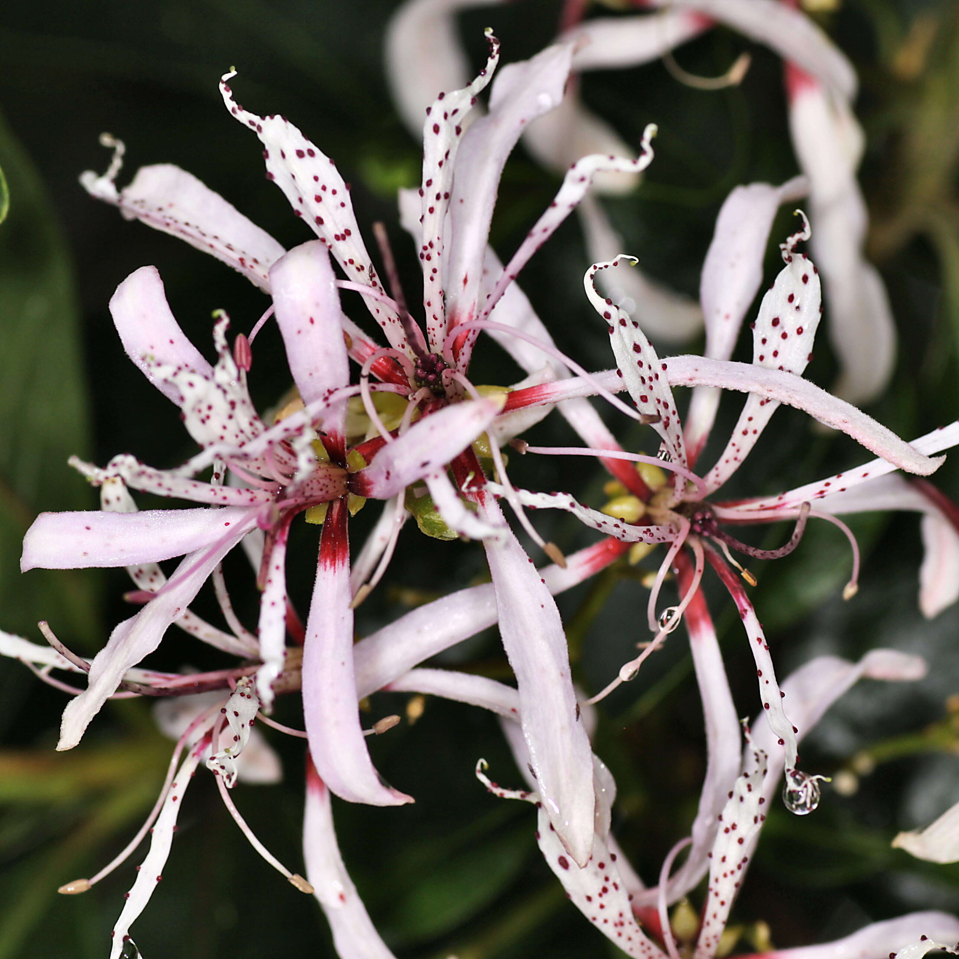 Image of Calodendrum capense (L. fil.) Thunb.