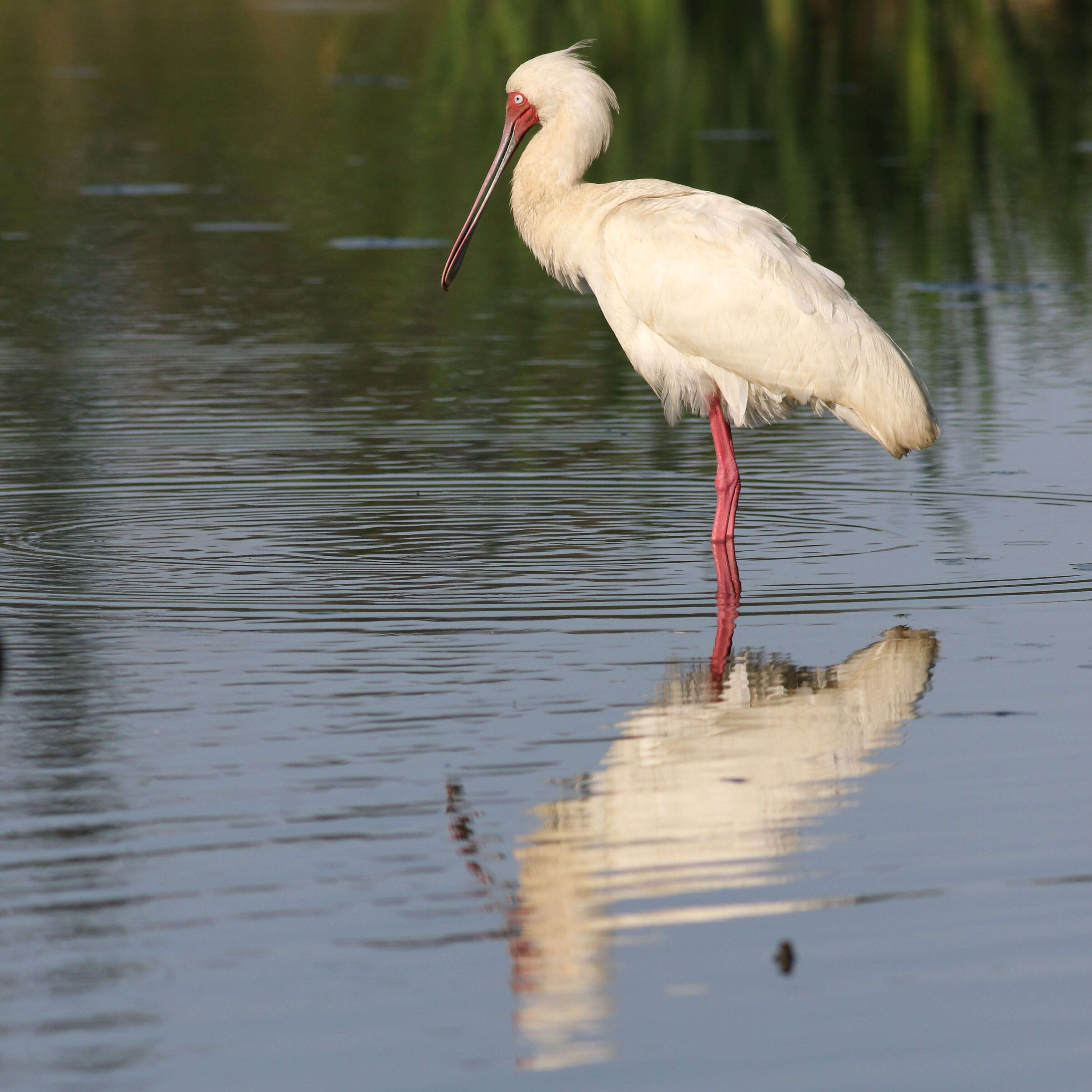 Image of African Spoonbill