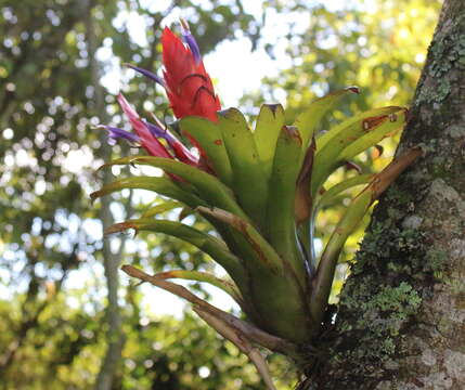 Image of Tillandsia multicaulis Steud.