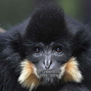 Image of Buff-cheeked Gibbon