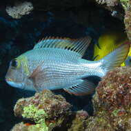 Image of Big eye bream