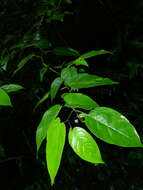 Plancia ëd Solanum endopogon subsp. guianense (Bohs) Bohs