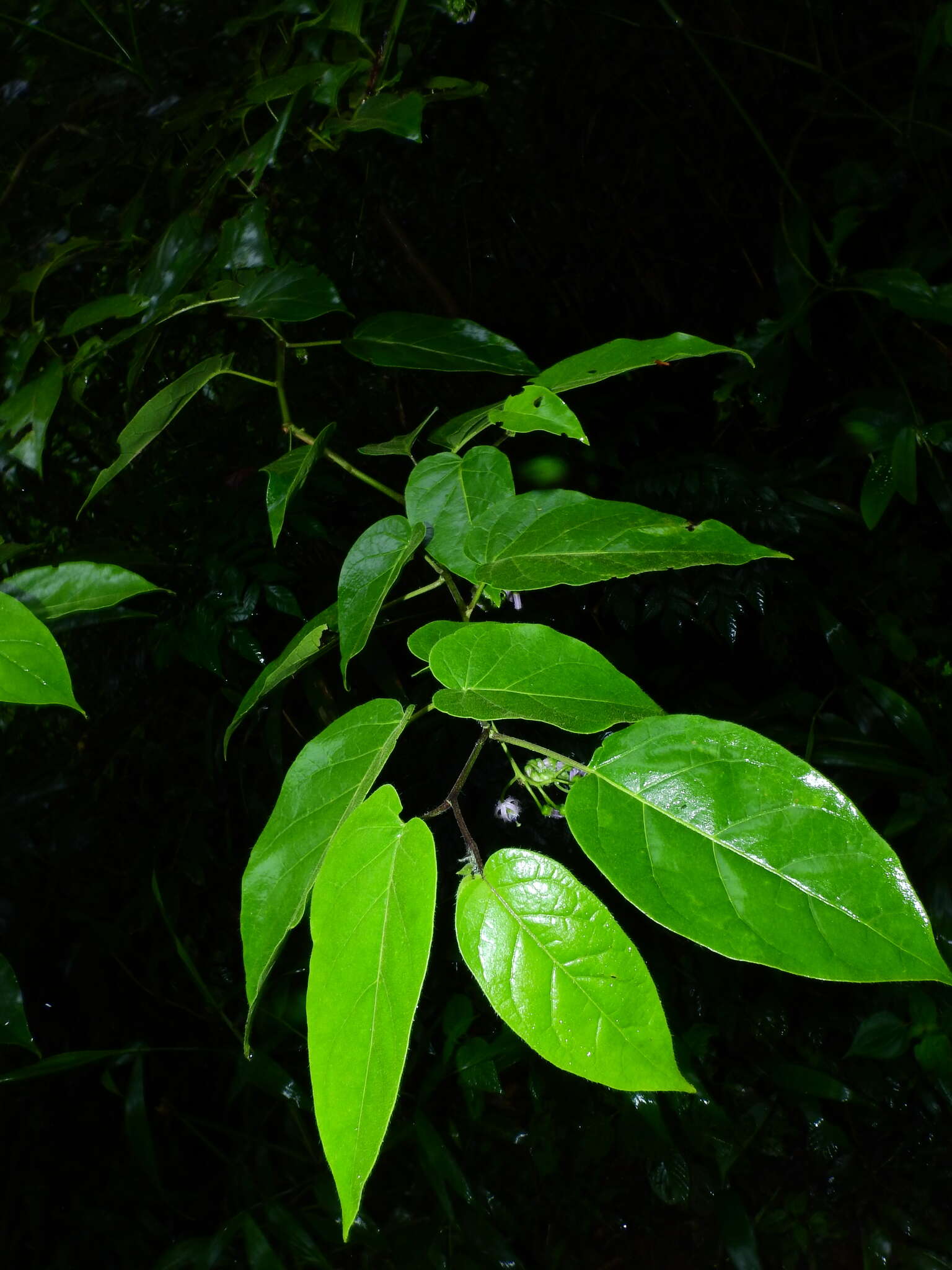 Image of Solanum endopogon subsp. guianense (Bohs) Bohs