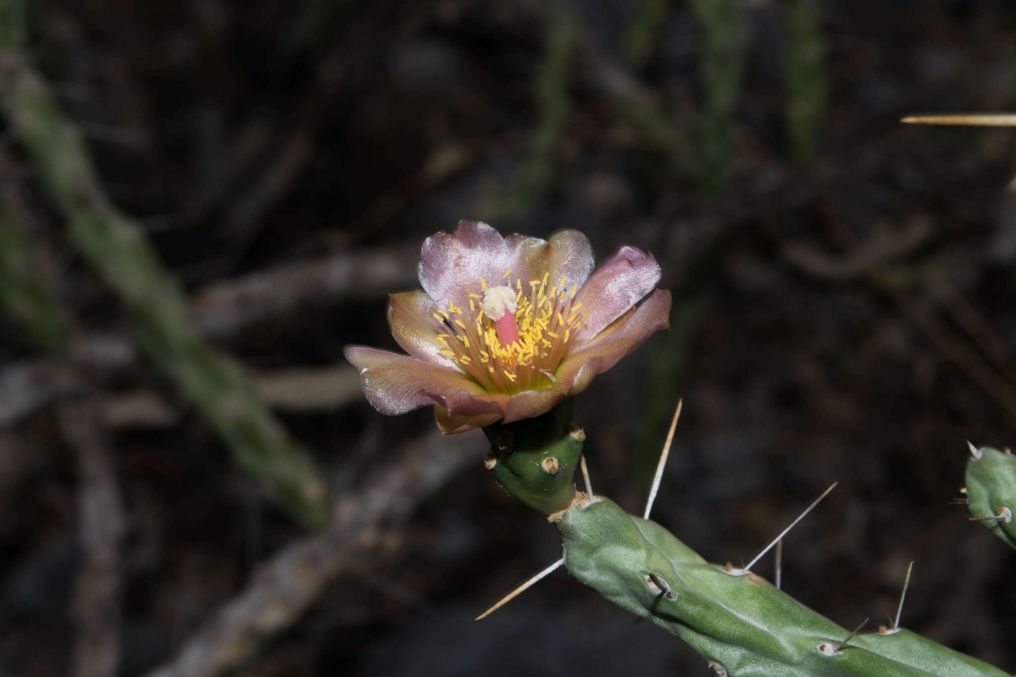 Image of Cylindropuntia × antoniae