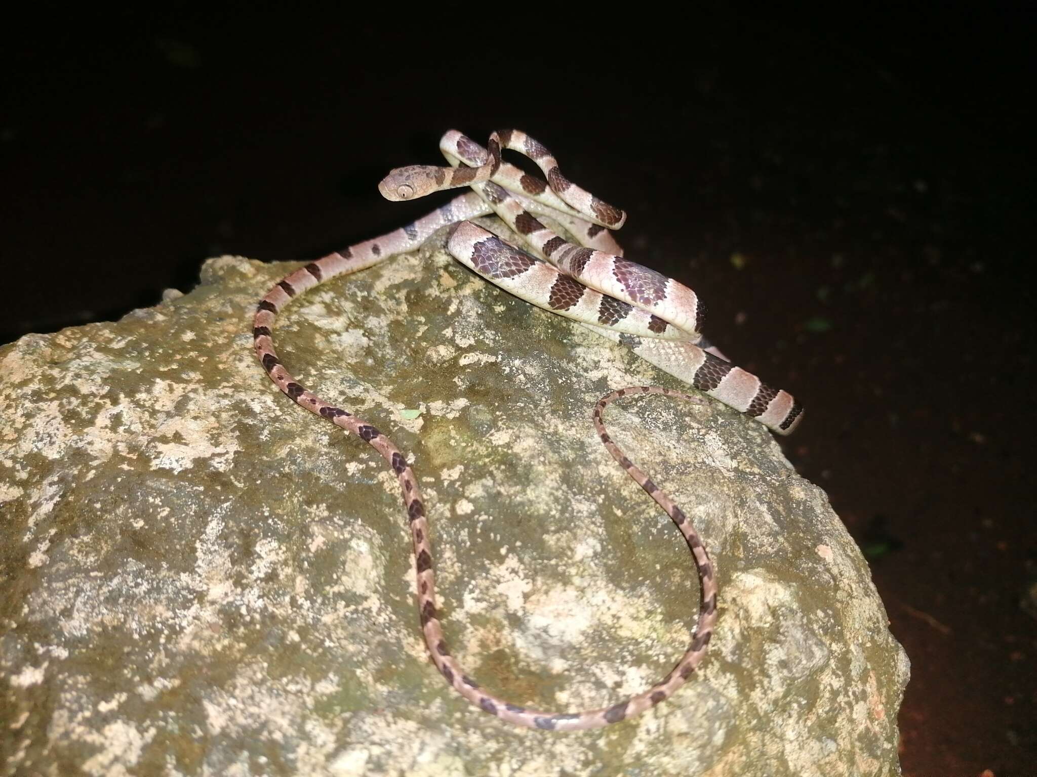 Image of Yucatán Blunthead Snake