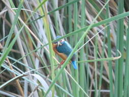 Image of Alcedo atthis ispida Linnaeus 1758