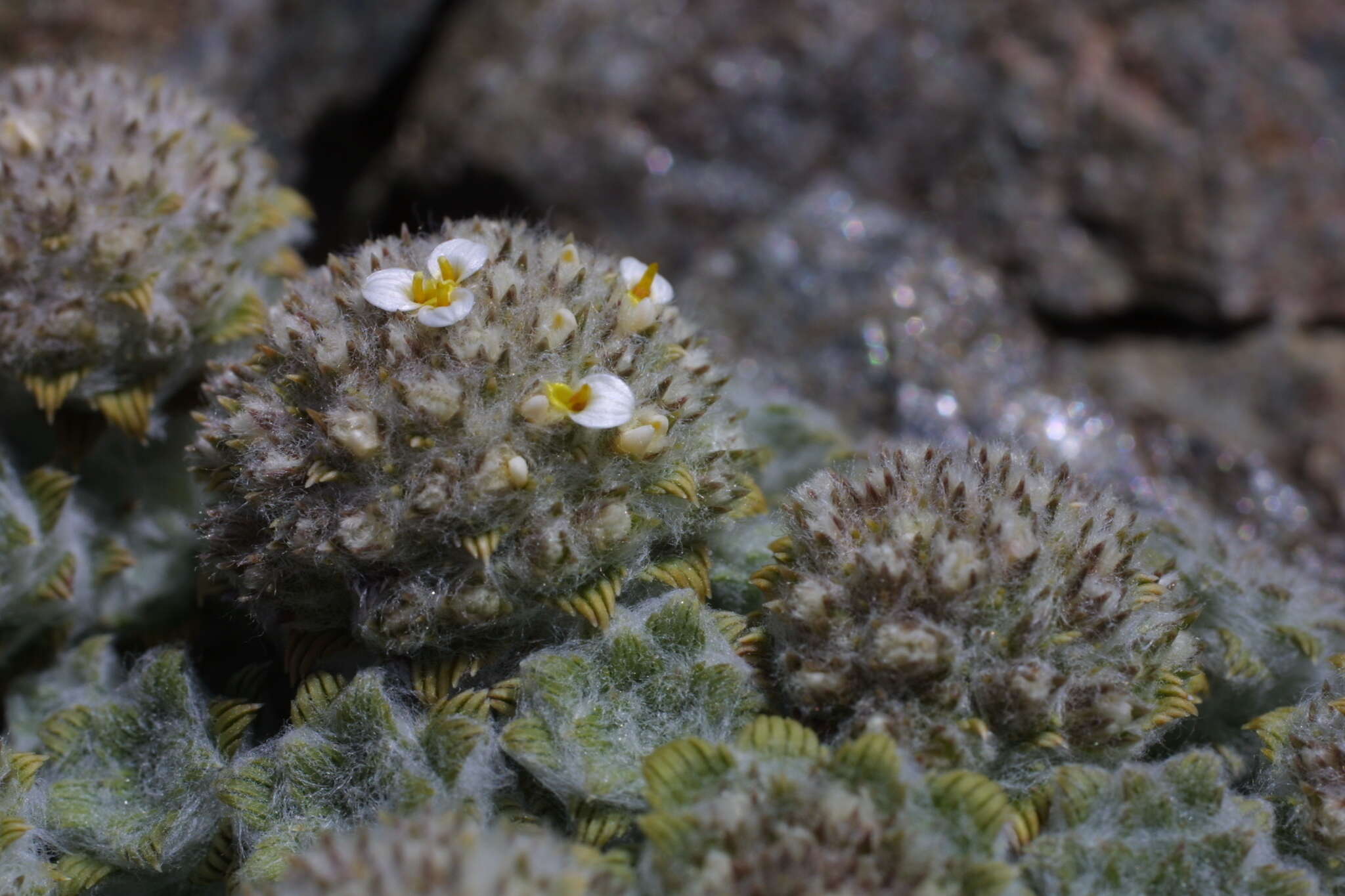 Image of Nassauvia lagascae var. globosa Skottsb.