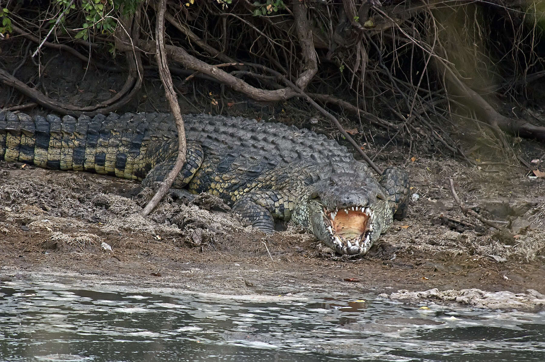 Image of Nile crocodile