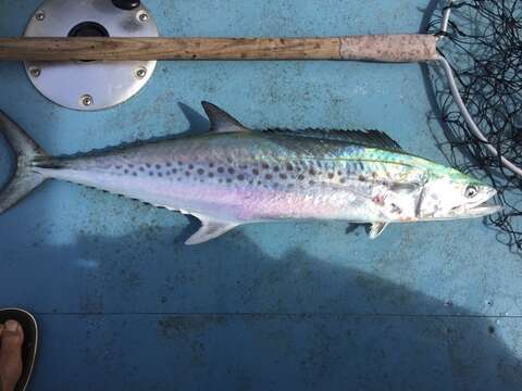 Image of Australian Spotted Mackerel