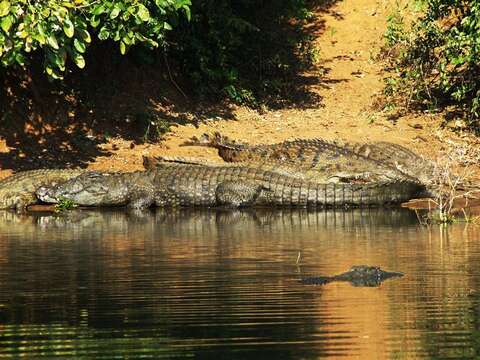 Image of Nile crocodile