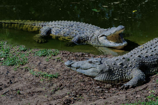 Image of Nile crocodile