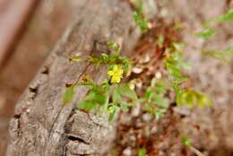 Image of trailing St John's-wort