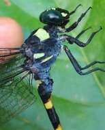 Imagem de Macrogomphus quadratus Selys 1878