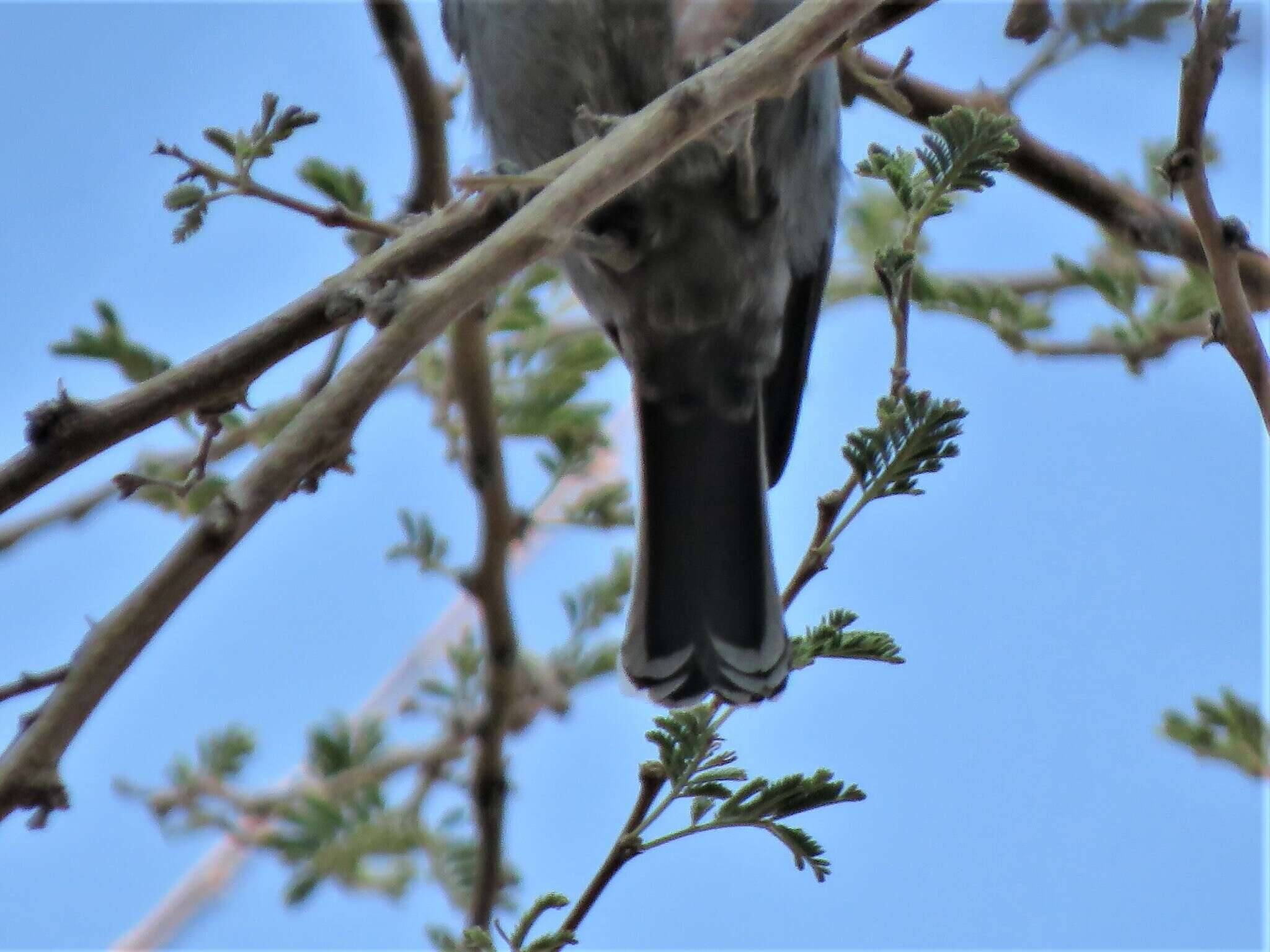 Plancia ëd Melaniparus cinerascens cinerascens (Vieillot 1818)