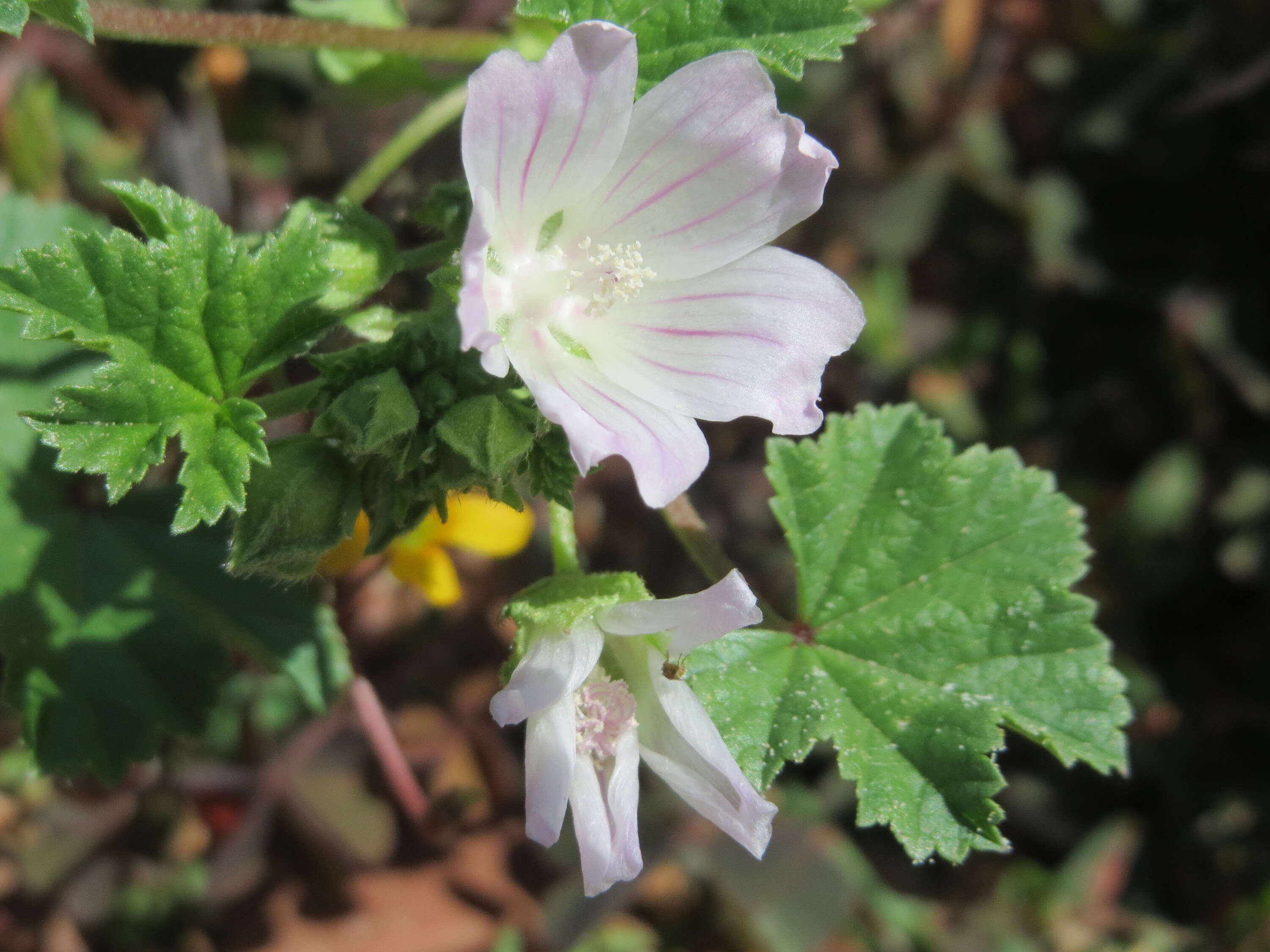 Image of common mallow