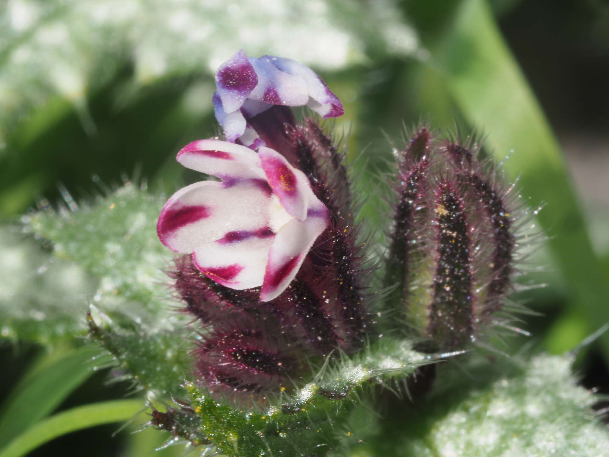 Image de Anchusella variegata (L.) M. Bigazzi, E. Nardi & F. Selvi