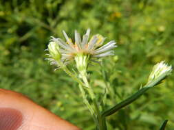 Image of Symphyotrichum lanceolatum var. hirsuticaule (Semple & Chmiel.) G. L. Nesom