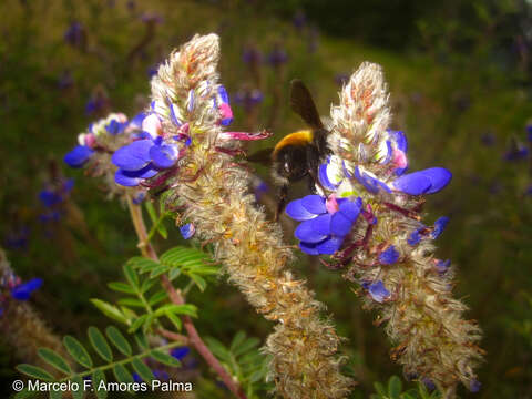 Image of Bombus robustus Smith 1854