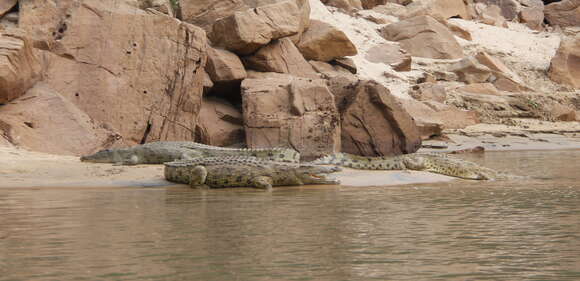 Image of Nile crocodile