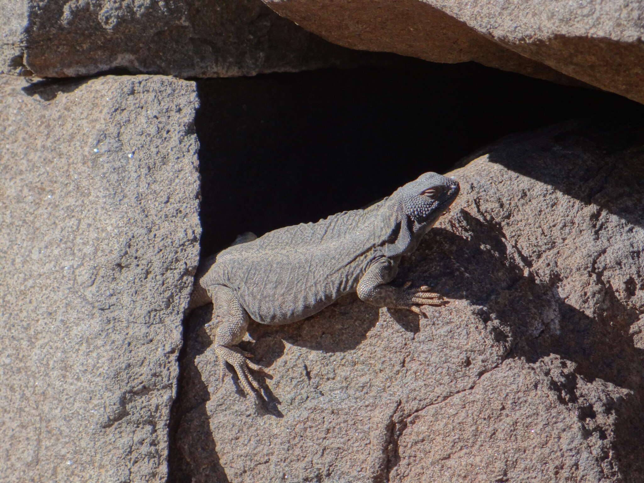 Image of Phymaturus extrilidus Lobo, Espinoza, Sanabria & Quiroga 2012