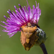 Image of <i>Carpocoris fuscispinus</i>