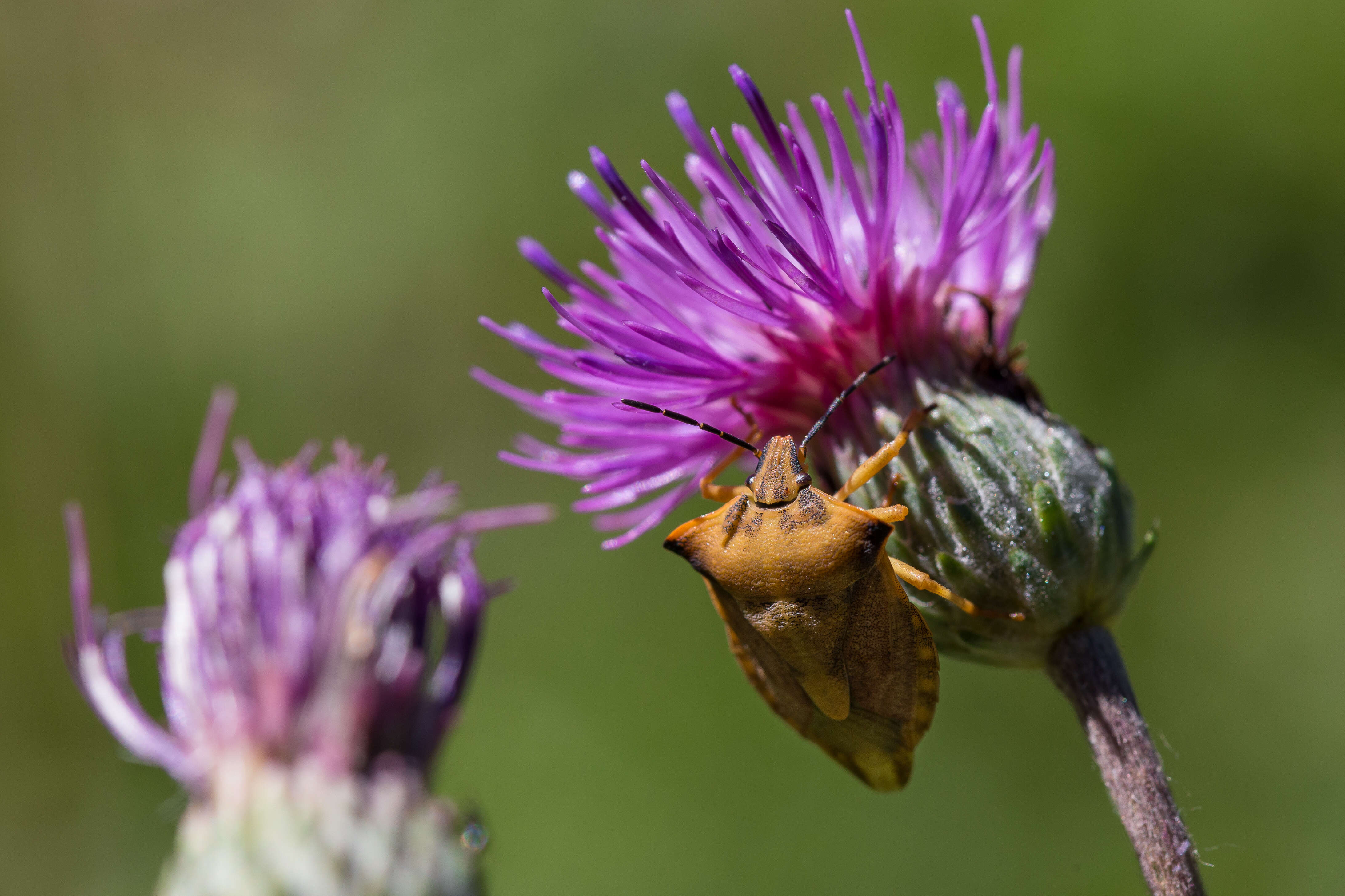 Image of <i>Carpocoris fuscispinus</i>