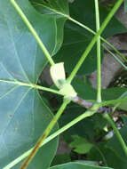 Image of Tulip Trees