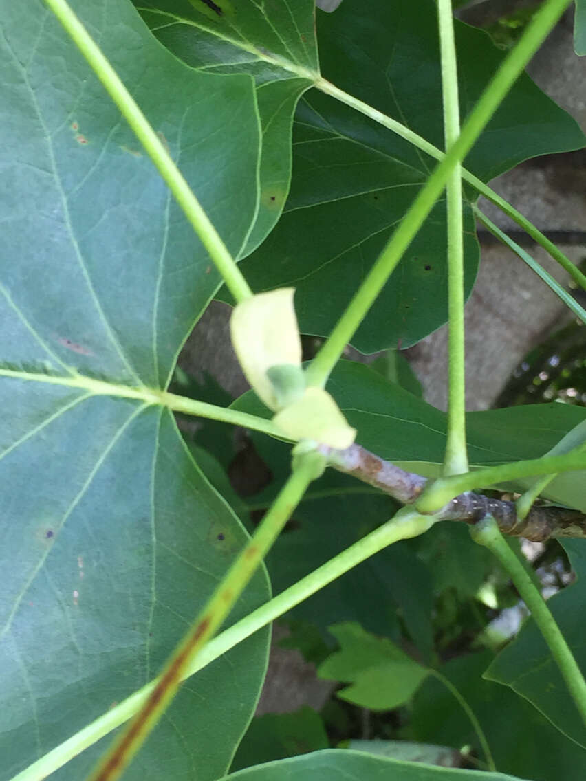 Image of Tulip Trees