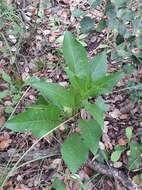 Image of Klasea flavescens subsp. mucronata (Desf.) P. Cantó & S. Rivas-Martínez