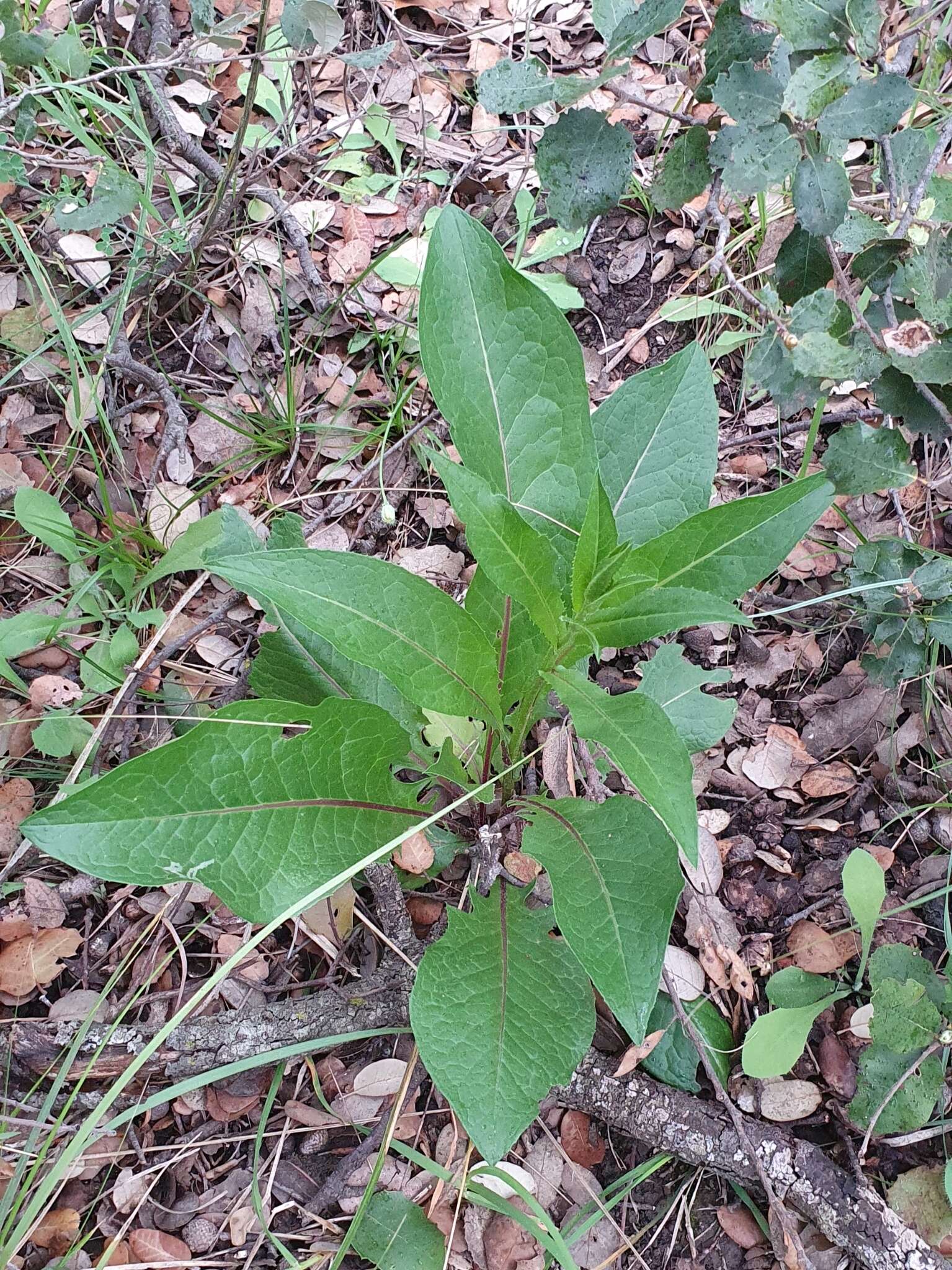 Image de Klasea flavescens subsp. mucronata (Desf.) P. Cantó & S. Rivas-Martínez