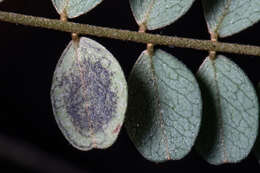 Image of Stigmella sophorae (Hudson 1939) Dugdale 1988