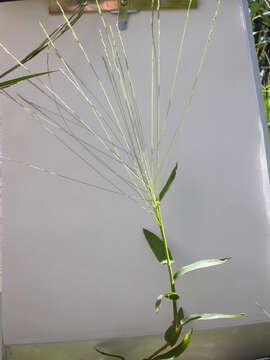 Image of Short-Leaf Skeleton Grass