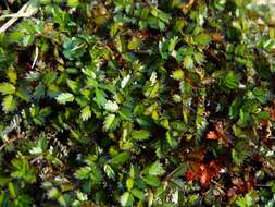 Image of Acaena microphylla subsp. obscurascens Bitter