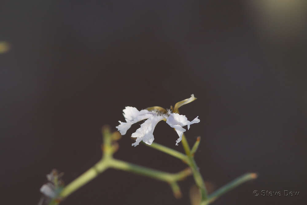 Image of Lechenaultia divaricata F. Müll.