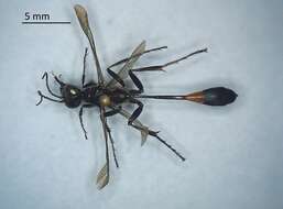 Image de Ammophila evansi Menke 1964