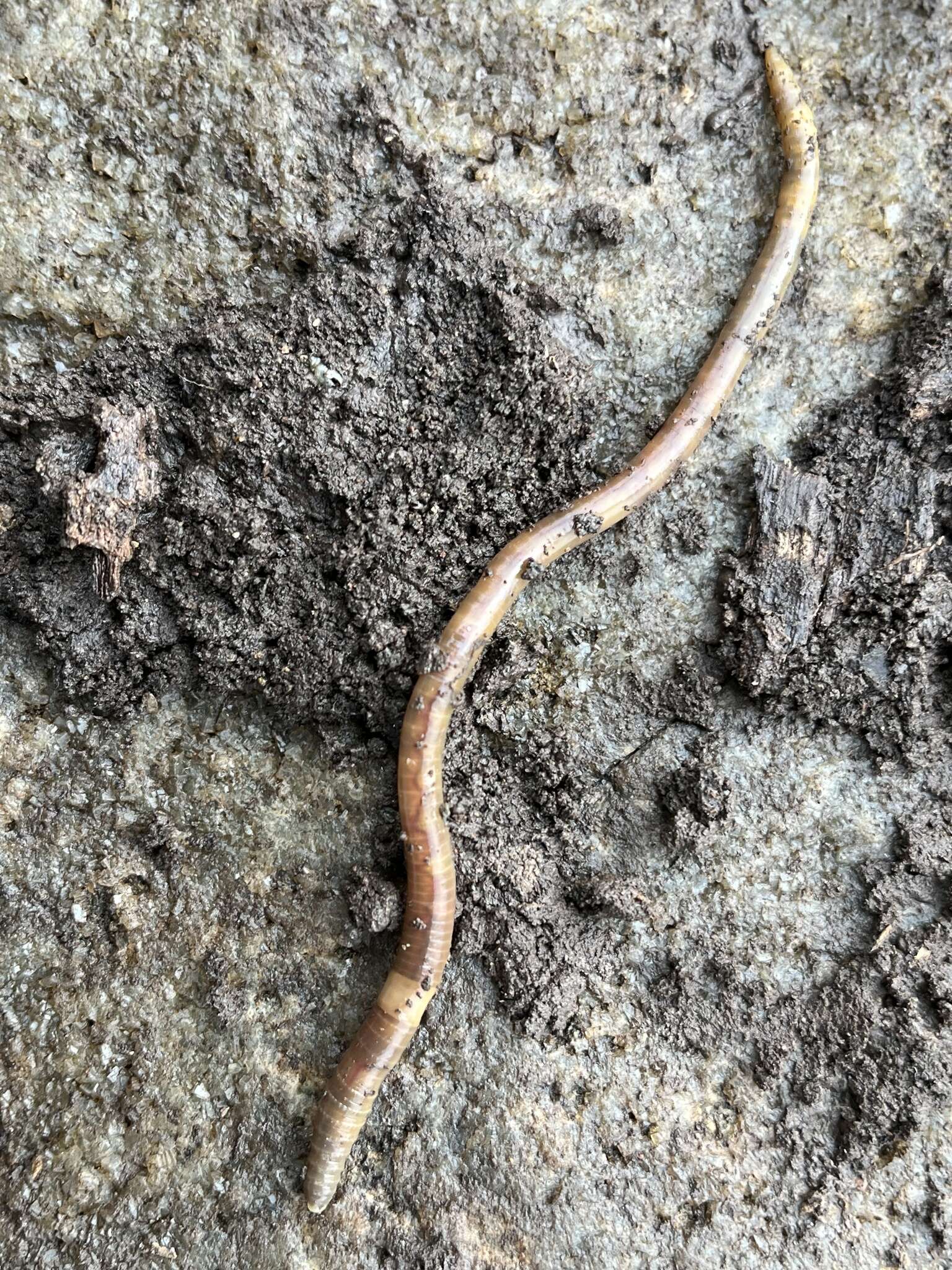 Image of Earthworm