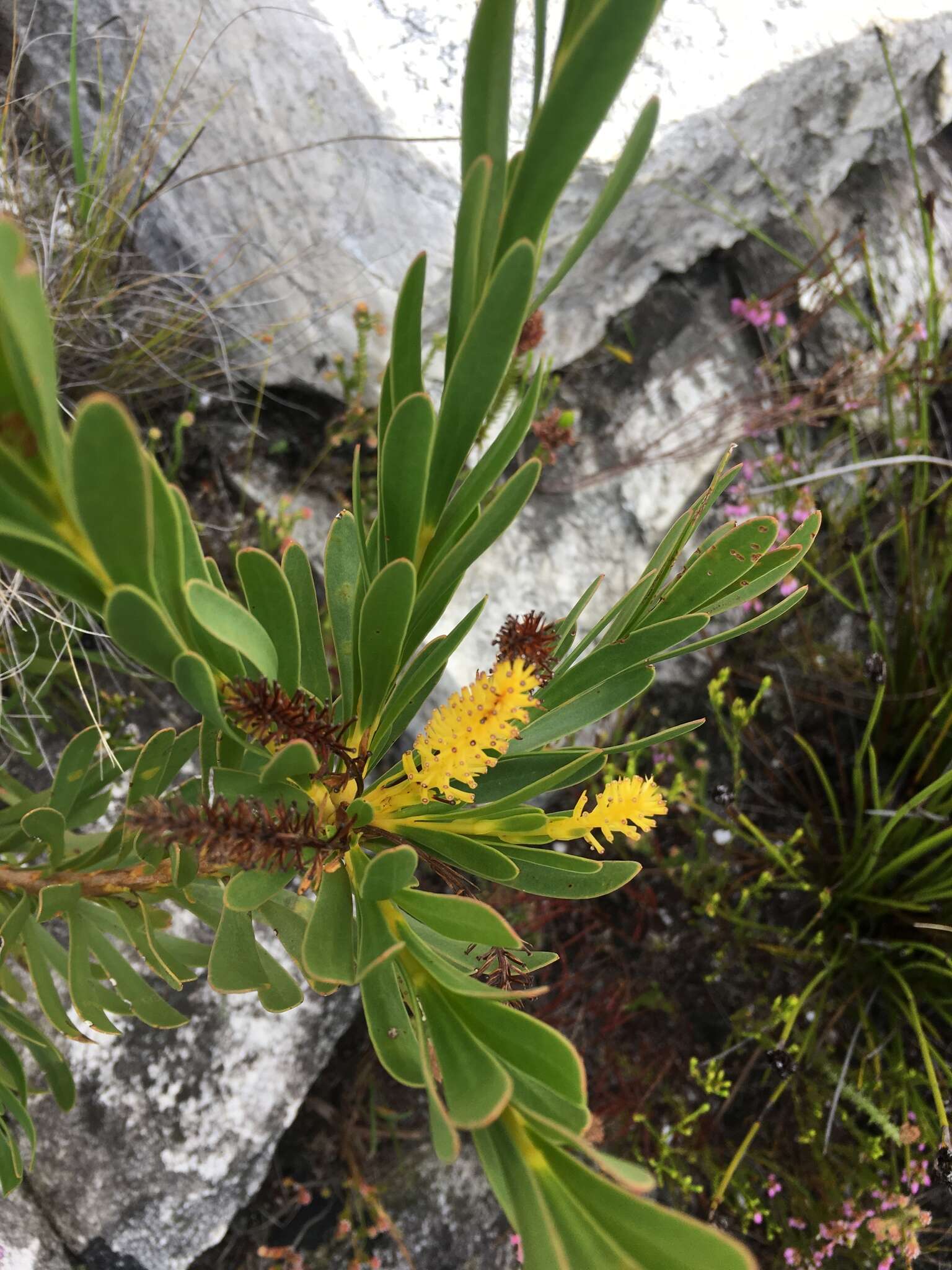 Image of Featherbush