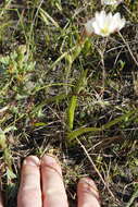 Image of Geissorhiza imbricata subsp. imbricata