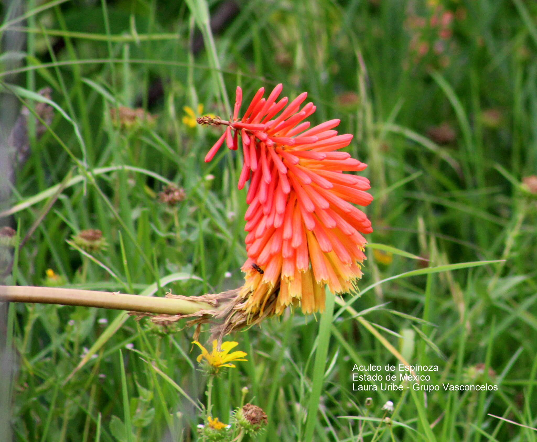 Kniphofia uvaria (L.) Oken resmi