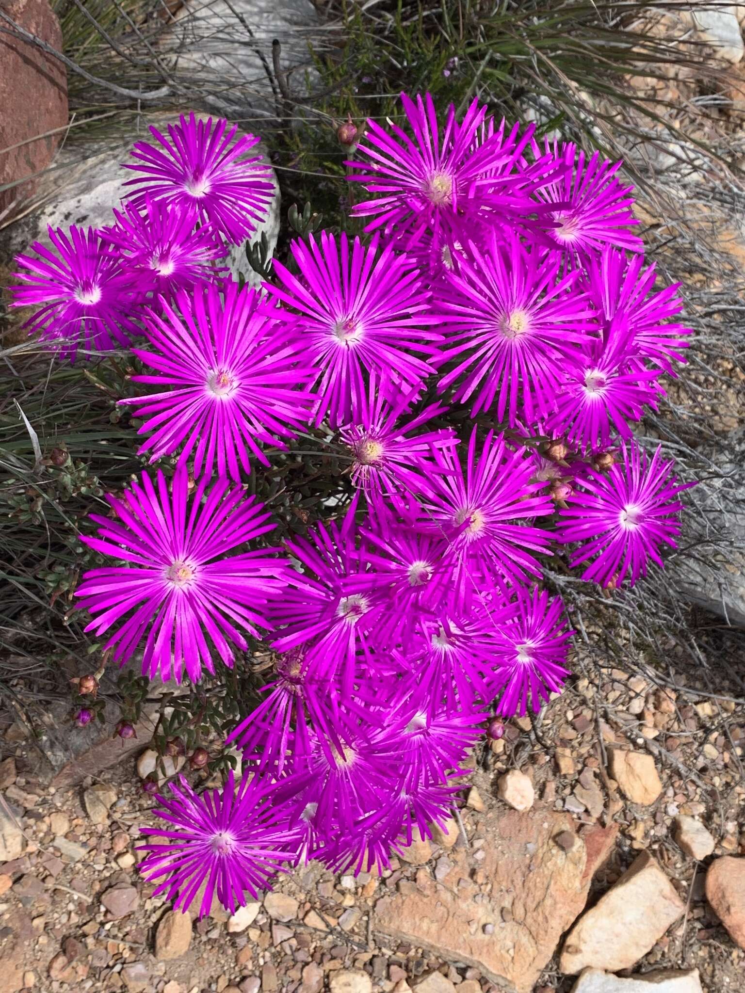 Image of Lampranthus affinis L. Bol.